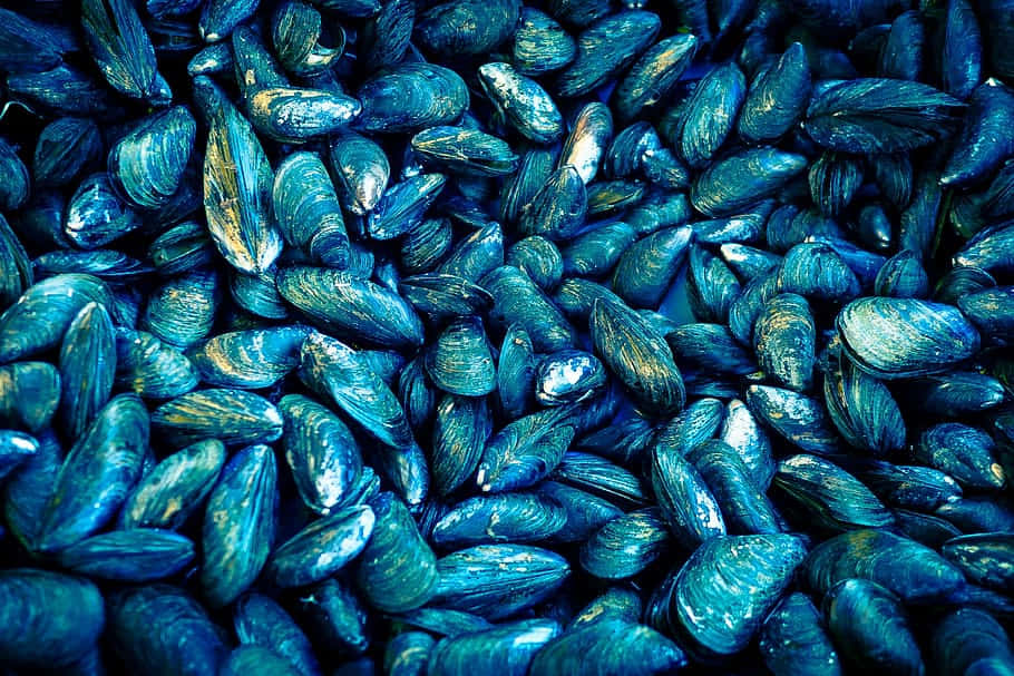 Fresh Mussels Seafood Texture Wallpaper