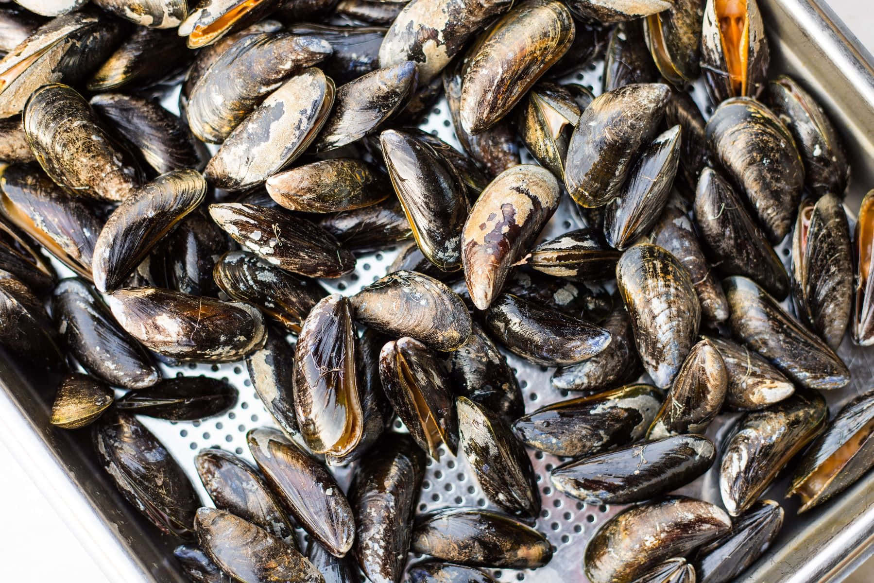 Fresh Musselsin Water Wallpaper