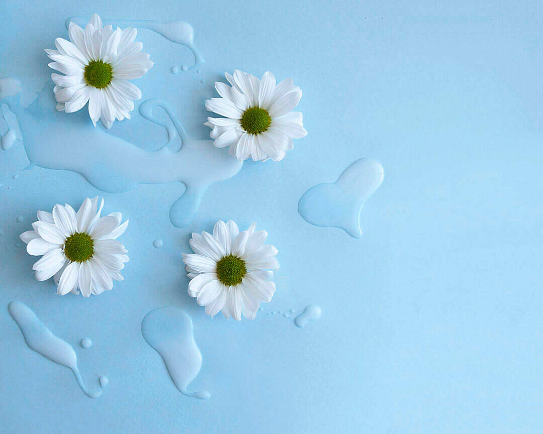 Fresh Natural Flower On Blue Background Wallpaper