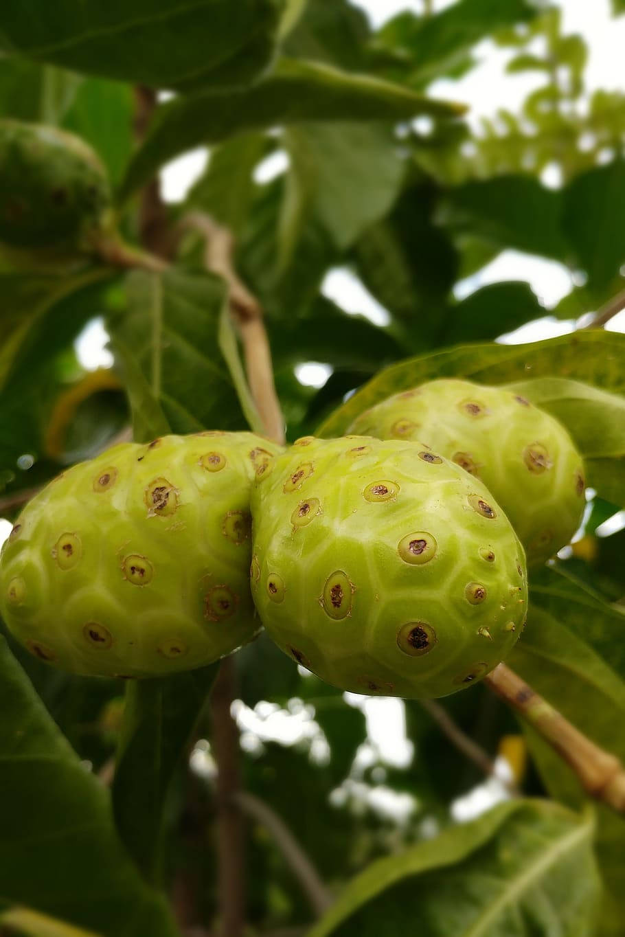 Fresh Noni Fruits Hanging From A Branch Wallpaper