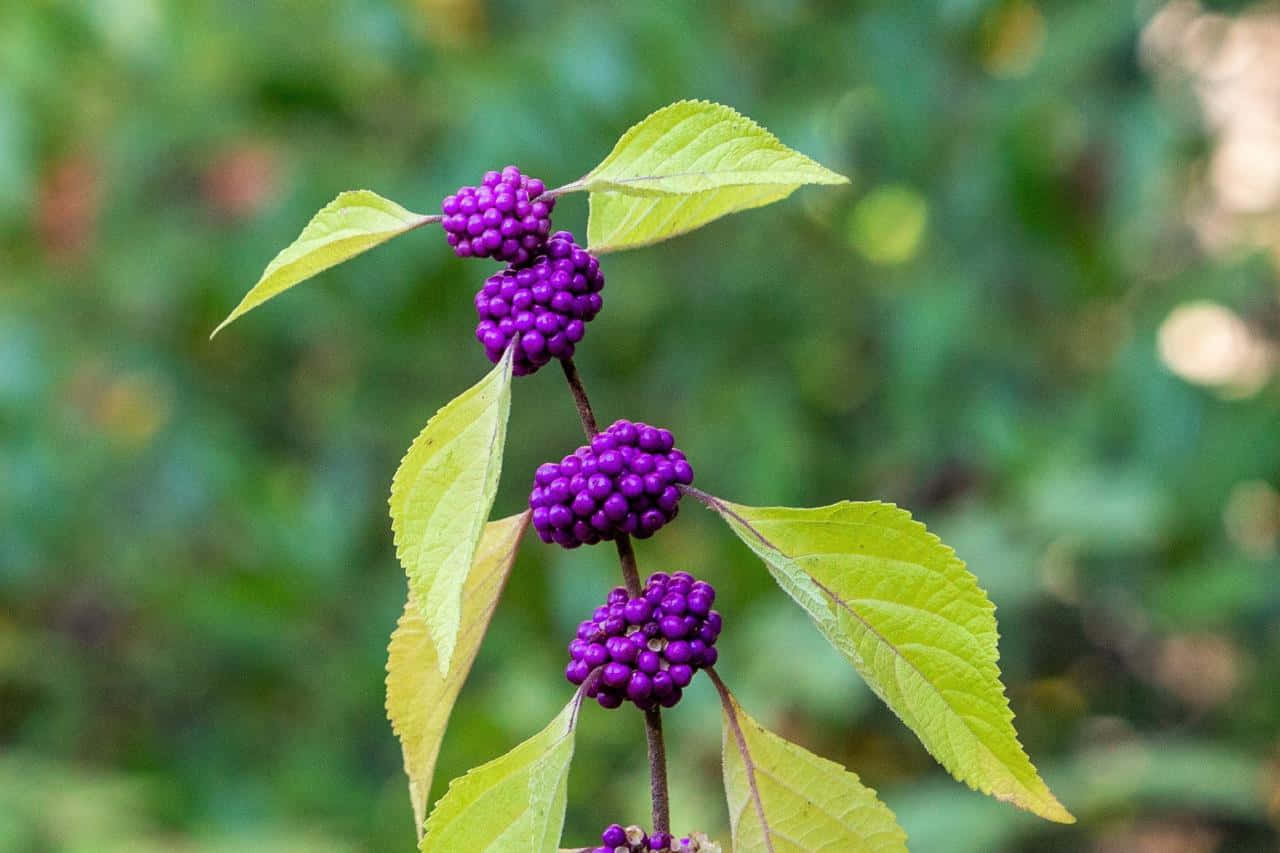 Fresh, Organic Purple Berries Wallpaper