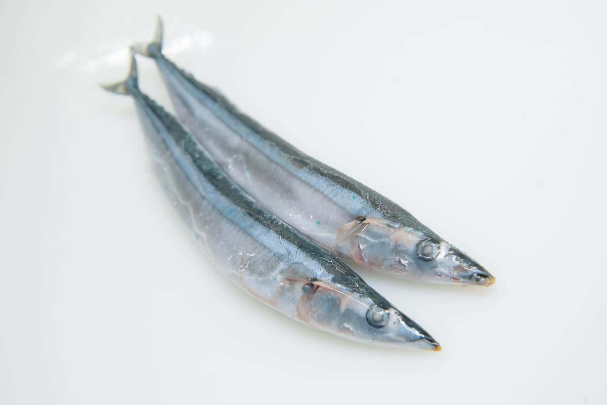 Fresh Pacific Saury Fish Wallpaper