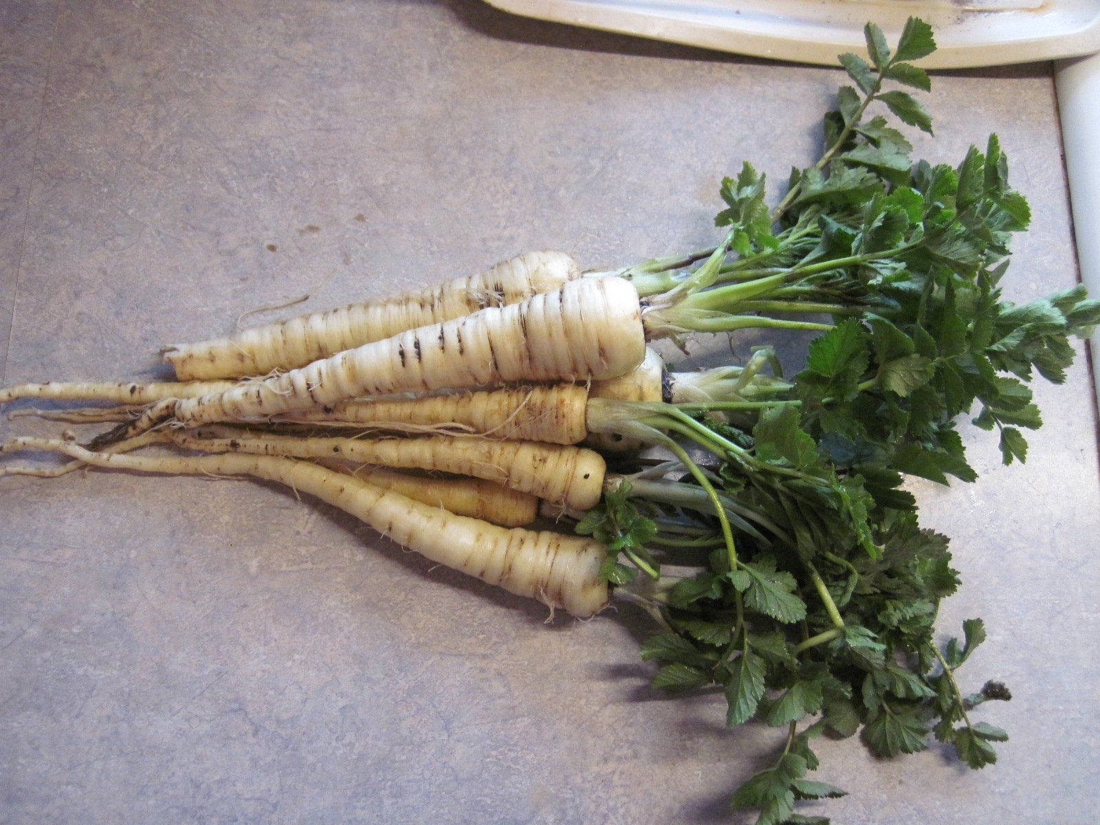 Fresh Parsnip Root Crop Vegetables Pile Wallpaper