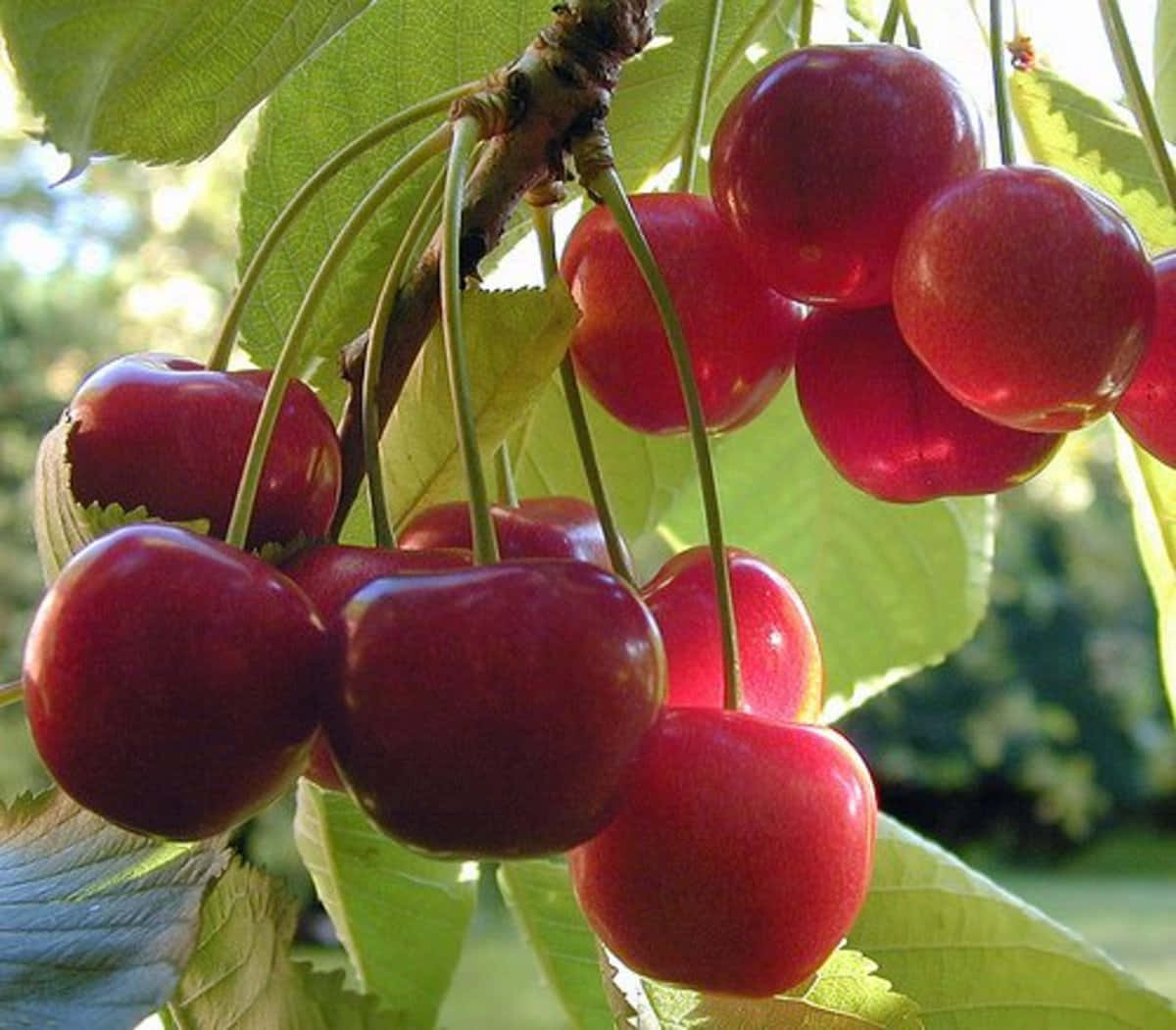 Fresh Picked Red Cherries Wallpaper