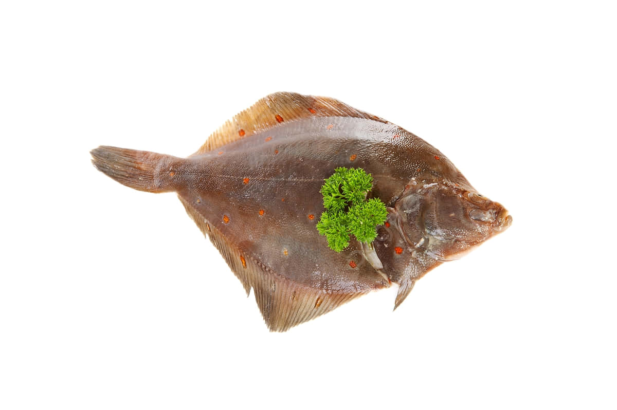 Fresh Plaice Fish White Background Wallpaper