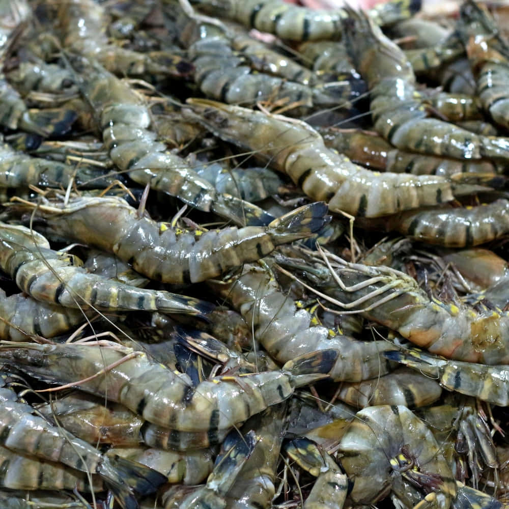 Fresh Prawns Market Display Wallpaper