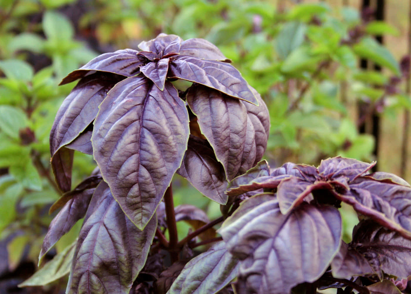 Fresh Purple Basil Wallpaper