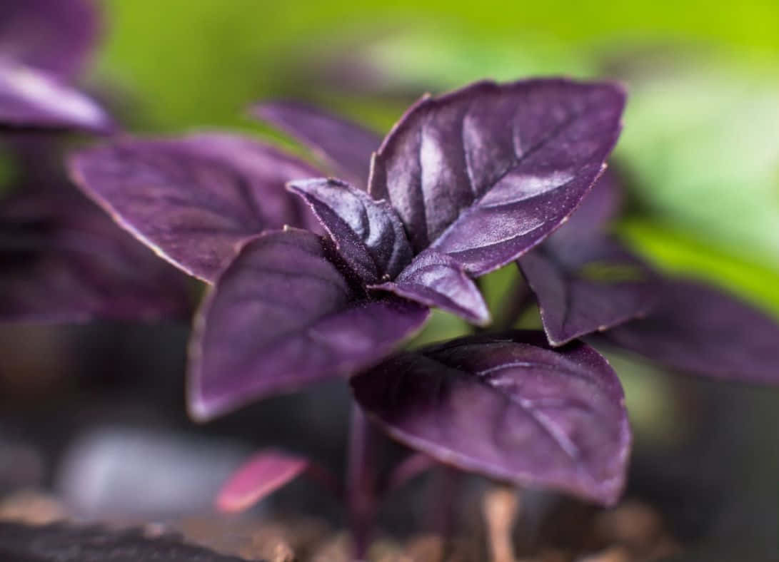 Fresh Purple Basil Leaves Wallpaper