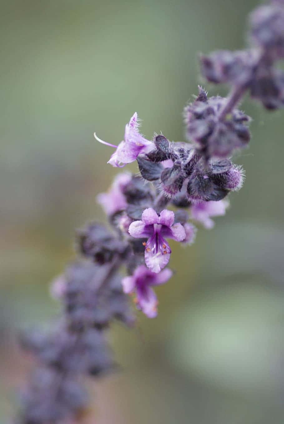 Fresh Purple Basil Leaves Wallpaper