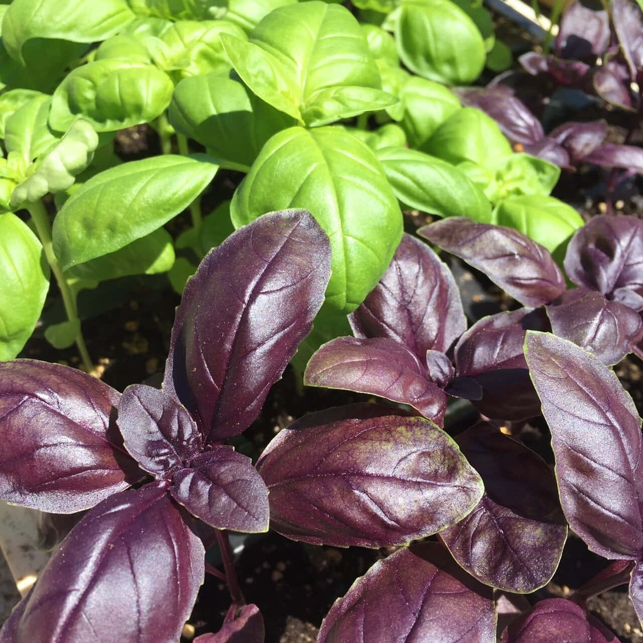 Fresh Purple Basil Ready For Use Wallpaper