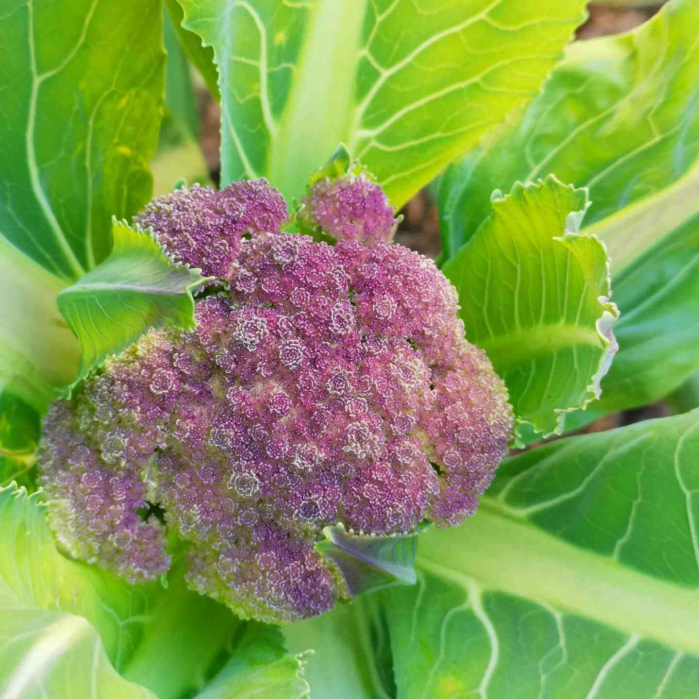 Fresh Purple Cauliflower - The Perfect Addition To Your Salads And Meals Wallpaper