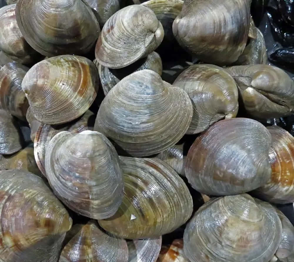 Fresh Quahog Clams Wallpaper