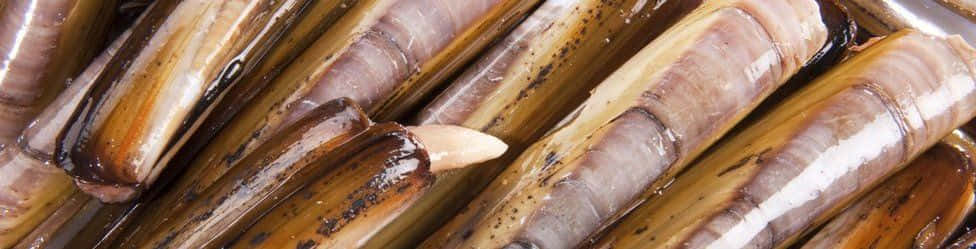 Fresh Razor Clams Closeup Wallpaper