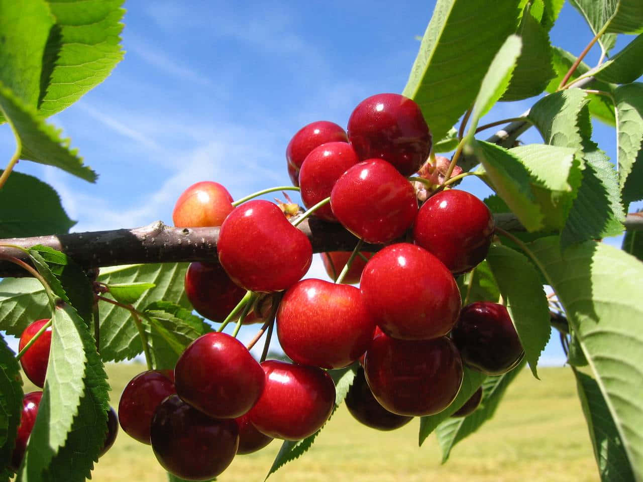 Fresh Red Cherries On Display Wallpaper