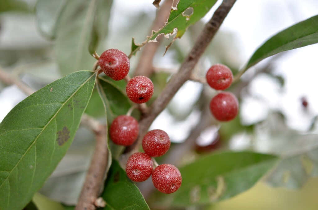 Fresh Red Fruits On Display Wallpaper