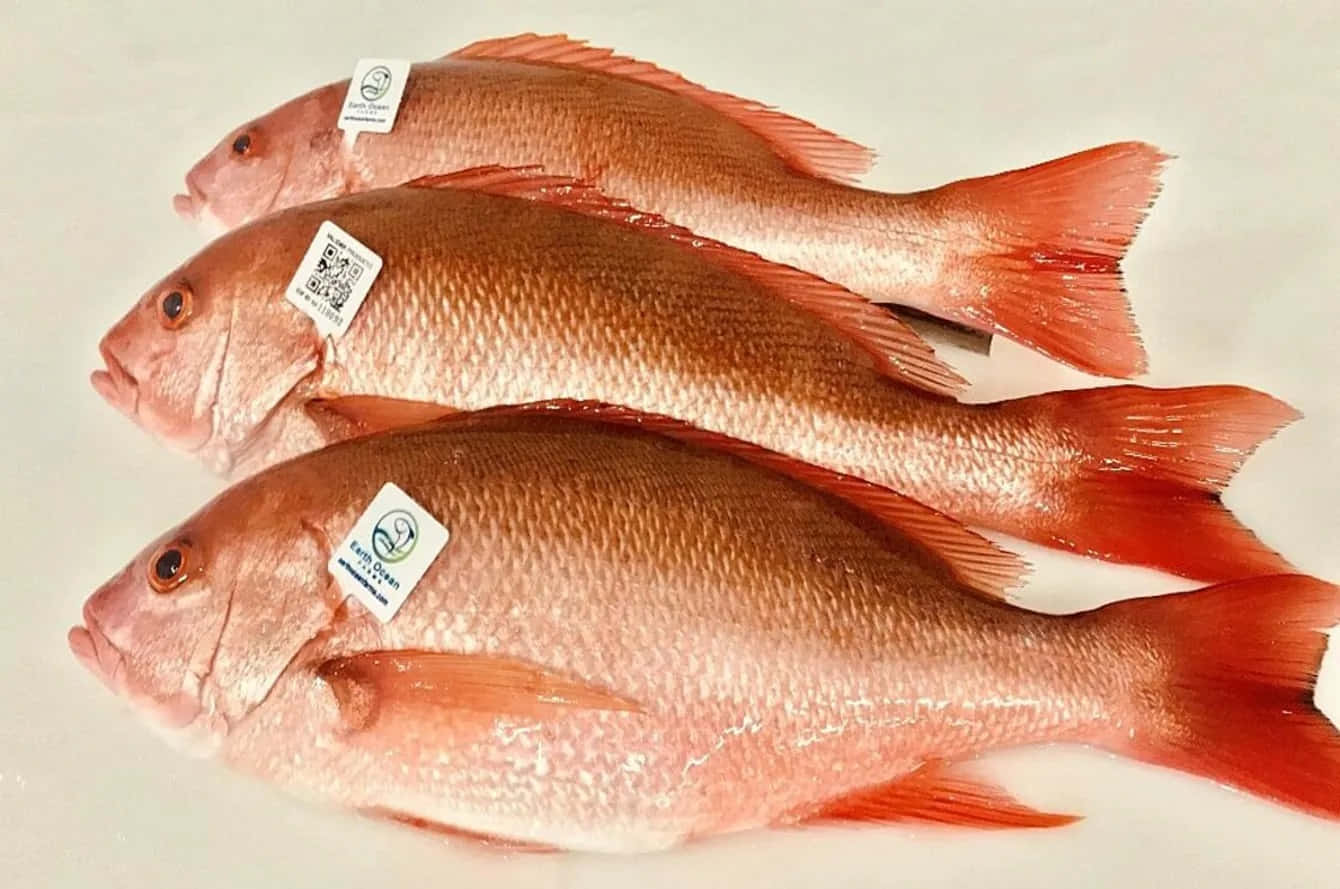 Fresh Red Snapper Fish Wallpaper