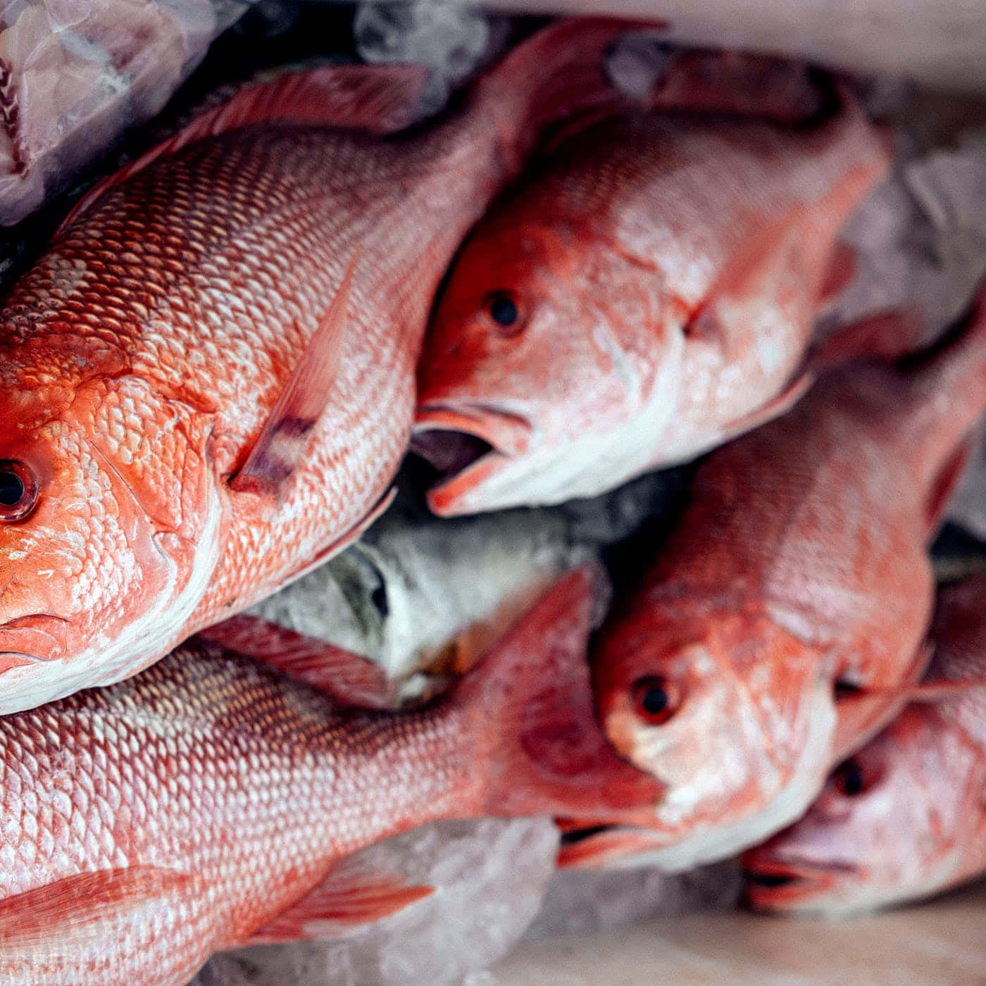 Fresh Red Snapper Fishon Ice Wallpaper