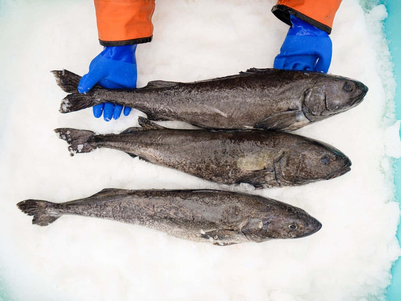 Fresh Sablefish Catchon Ice Wallpaper