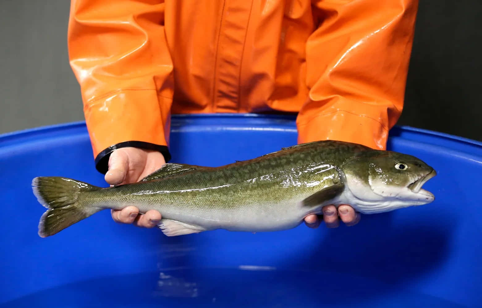 Fresh Sablefish Held Over Blue Basin Wallpaper