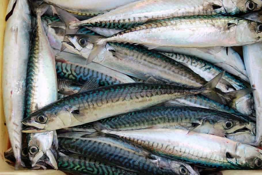 Fresh Sardines Market Display.jpg Wallpaper