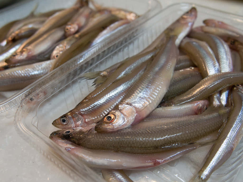 Fresh Smelt Fishon Display Wallpaper