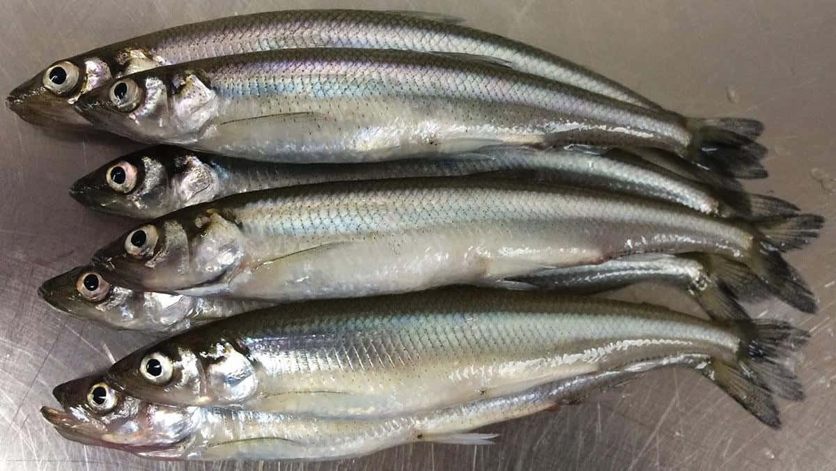 Fresh Smelt Fishon Display.jpg Wallpaper