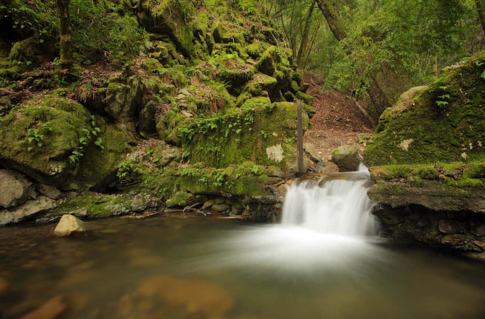 Fresh Spring Water Flowing Through Nature Wallpaper