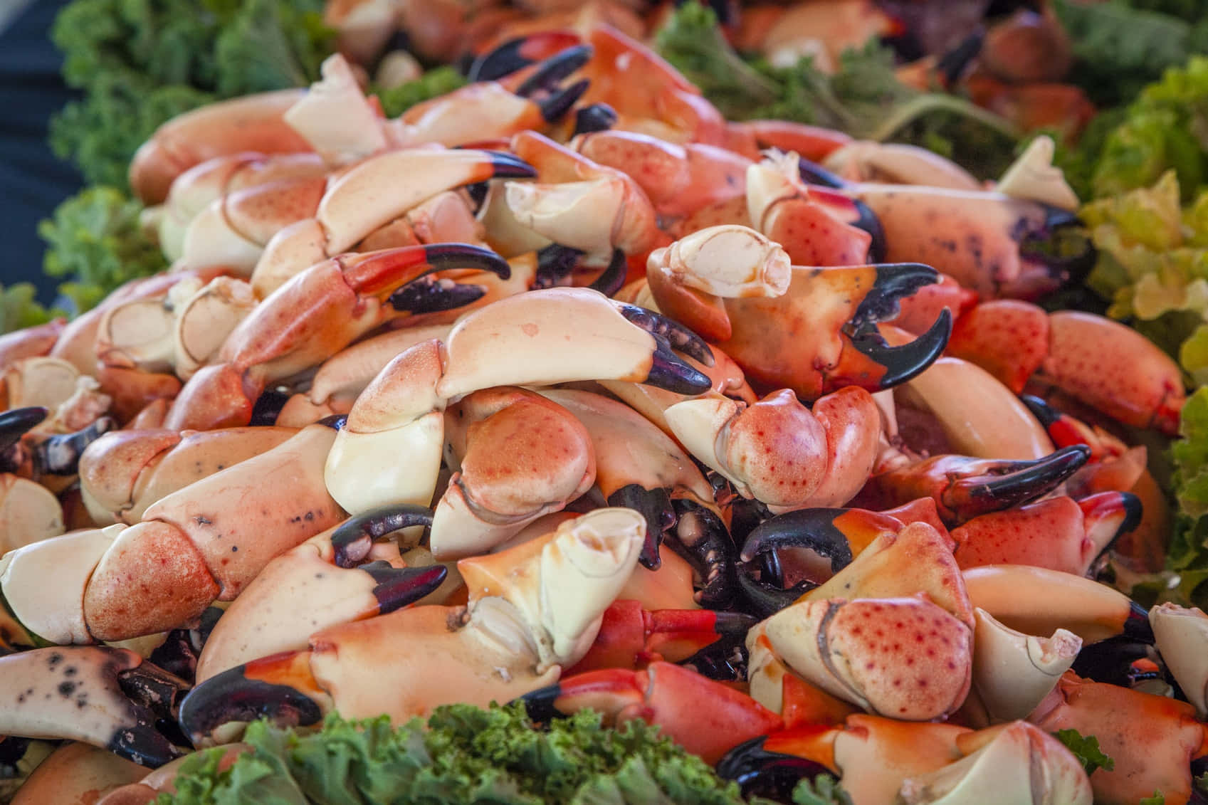 Fresh Stone Crab Claws Display Wallpaper