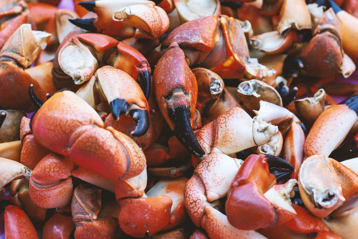 Fresh Stone Crab Claws Pile Wallpaper