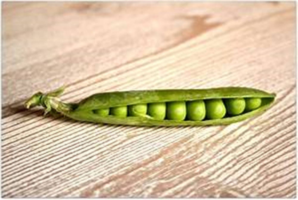 Fresh Sugar Snap Peas Peeking From Pod Wallpaper