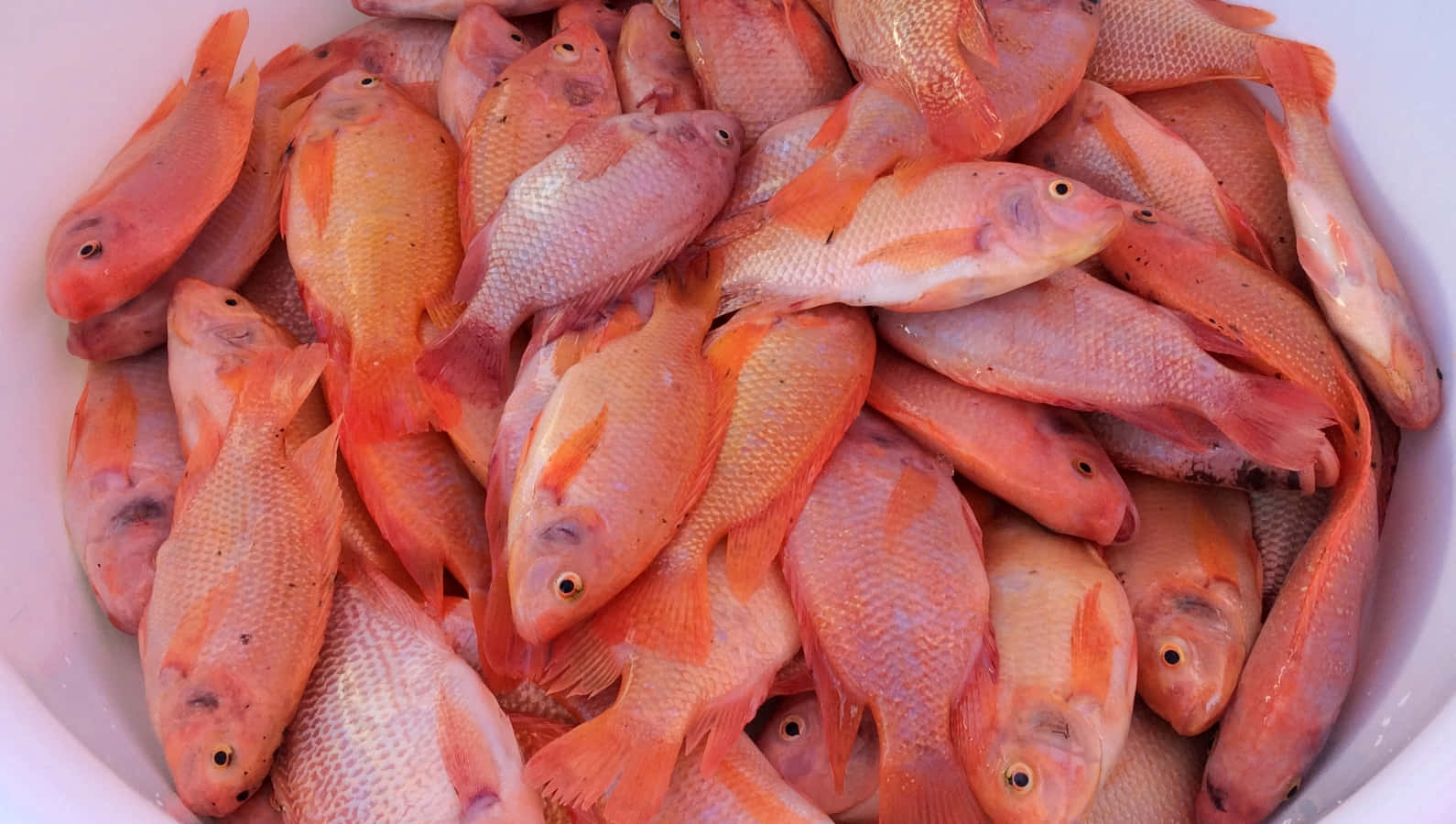 Fresh Tilapia Harvest Wallpaper