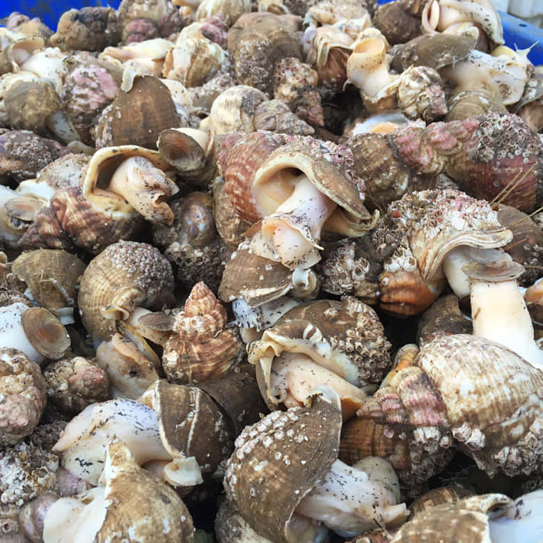 Fresh Whelks Seafood Market Wallpaper