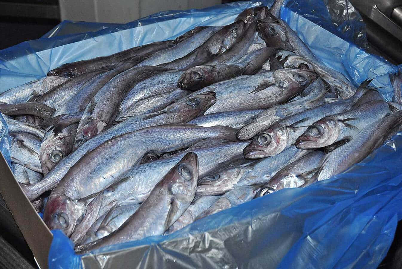 Fresh Whiting Fish Catch Wallpaper