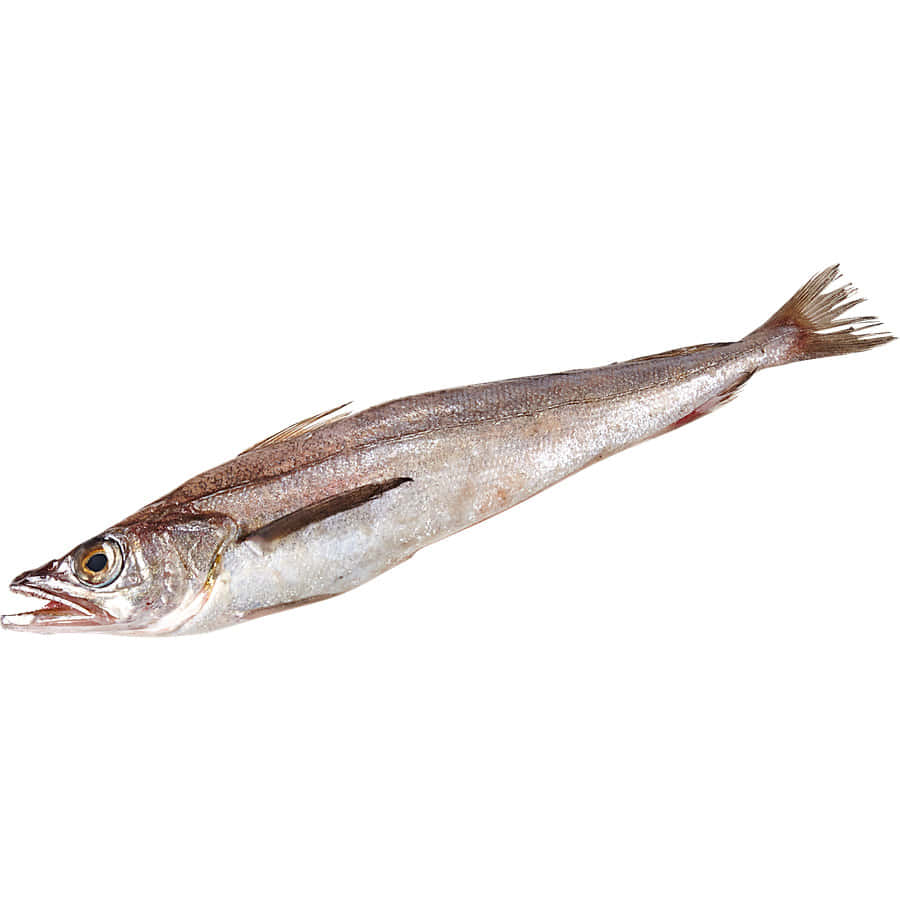 Fresh Whiting Fish Isolated Wallpaper