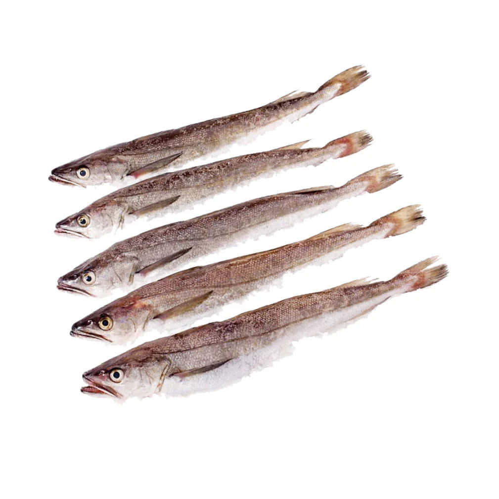 Fresh Whiting Fish Isolated White Background Wallpaper