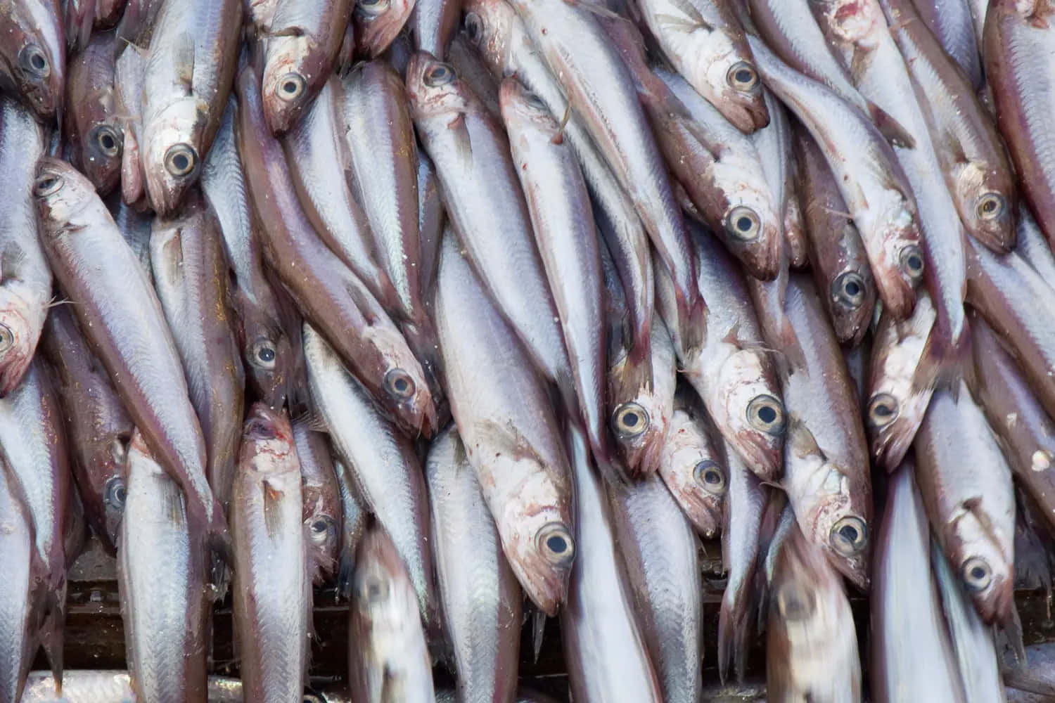 Fresh Whiting Fish Market Wallpaper