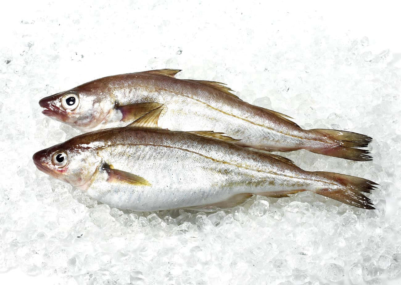 Fresh Whiting Fish On Ice Wallpaper