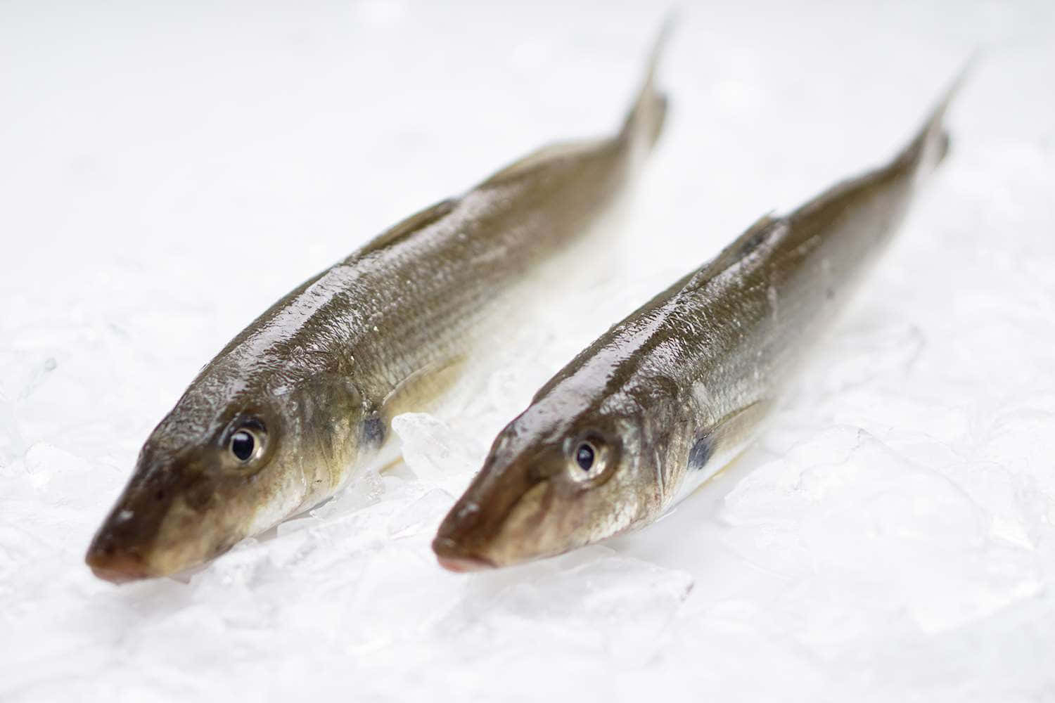 Fresh Whiting Fishon Ice Wallpaper