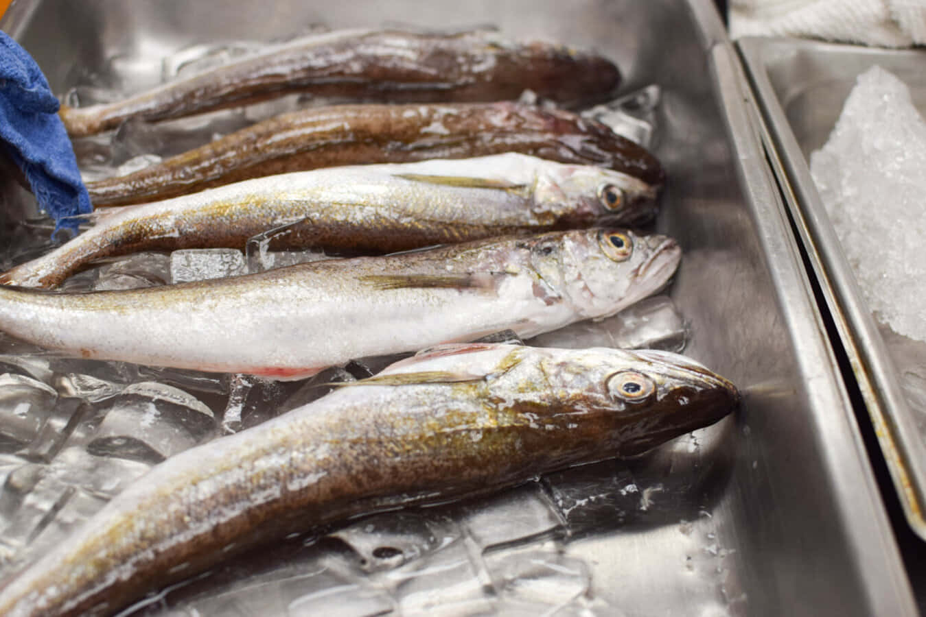 Fresh Whiting Fishon Ice Wallpaper