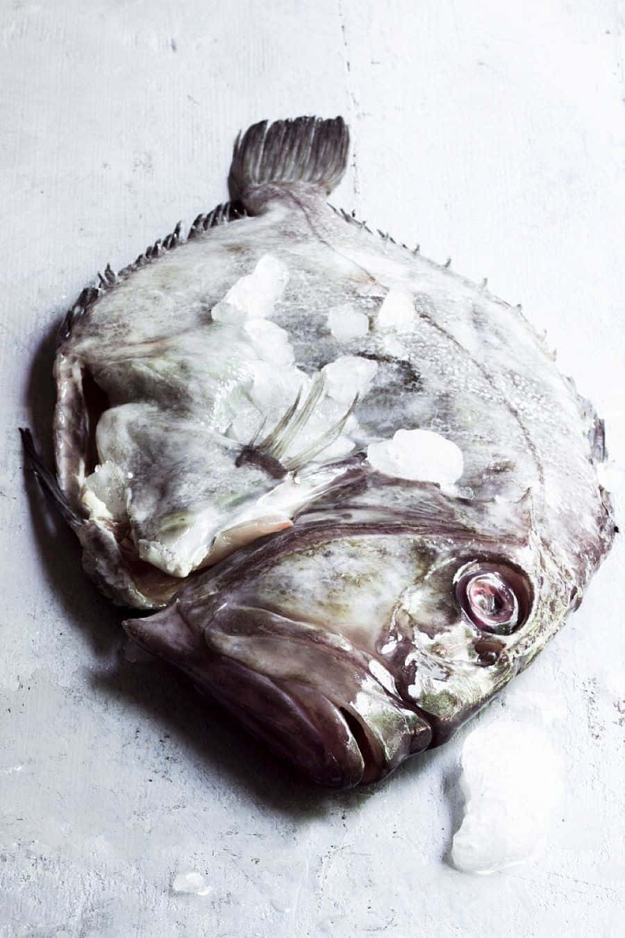 Fresh Whole John Dory Fish Wallpaper