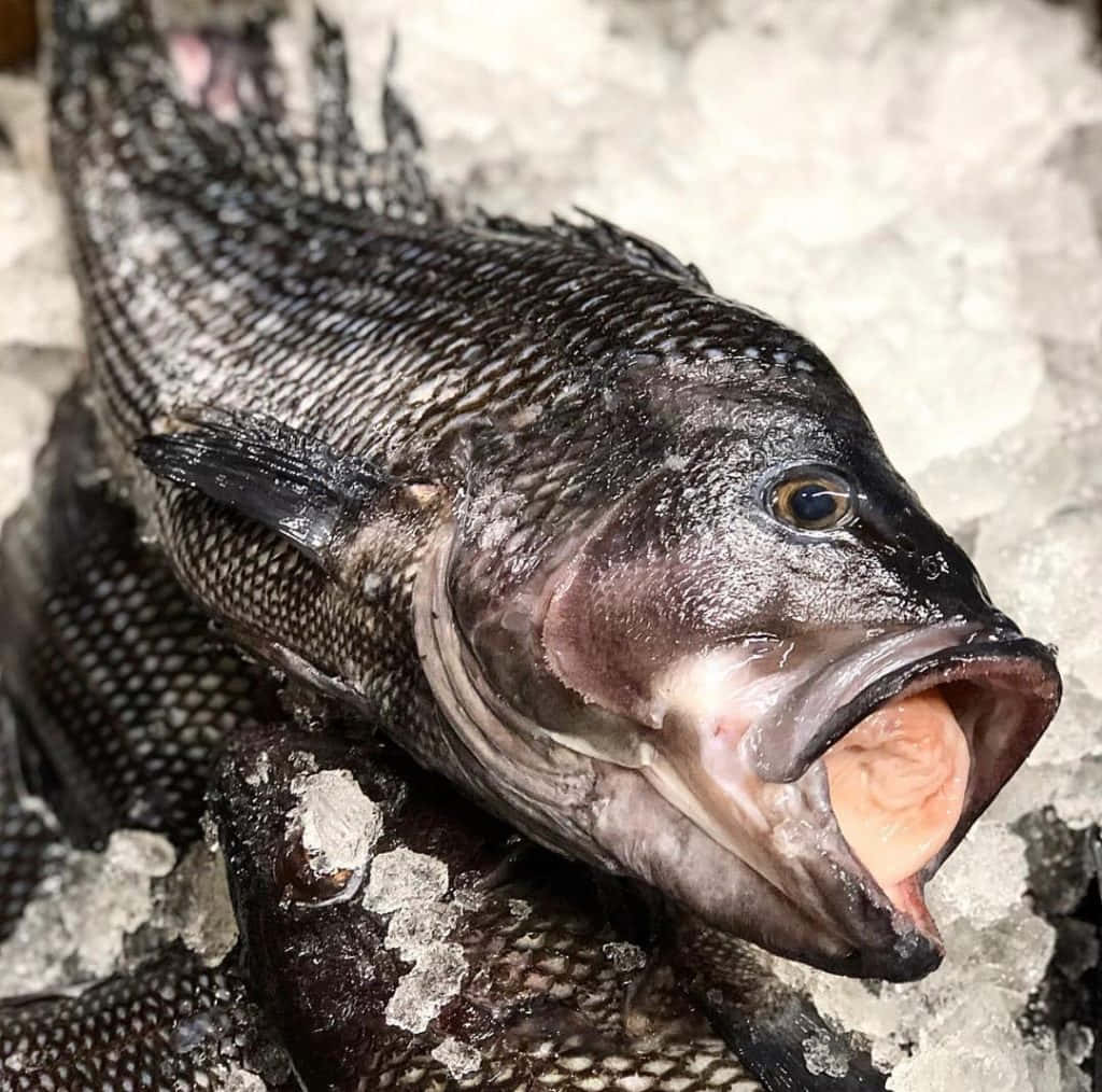 Fresh Wild-caught Black Sea Bass Caught Off The Coast Of North America Wallpaper