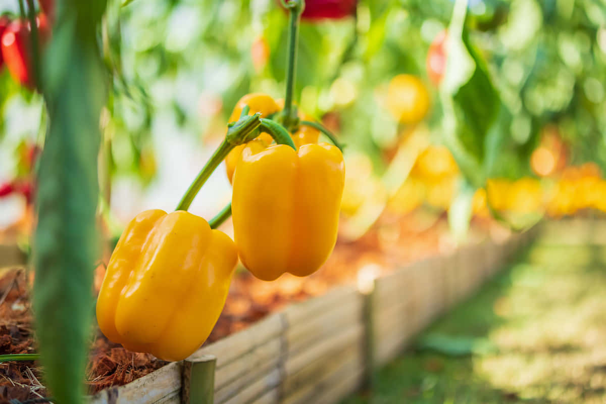 Fresh Yellow Bell Pepper Display Wallpaper