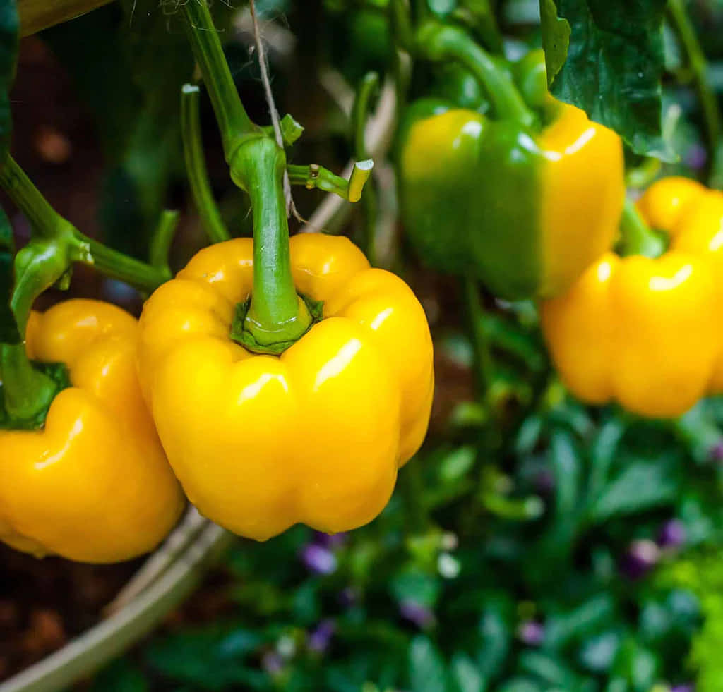 Fresh Yellow Bell Pepper On A Wooden Surface Wallpaper