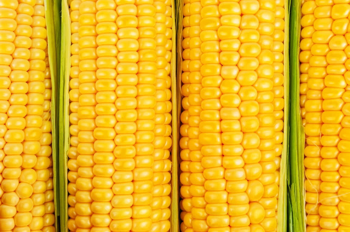 Fresh Yellow Corn In A Field Wallpaper