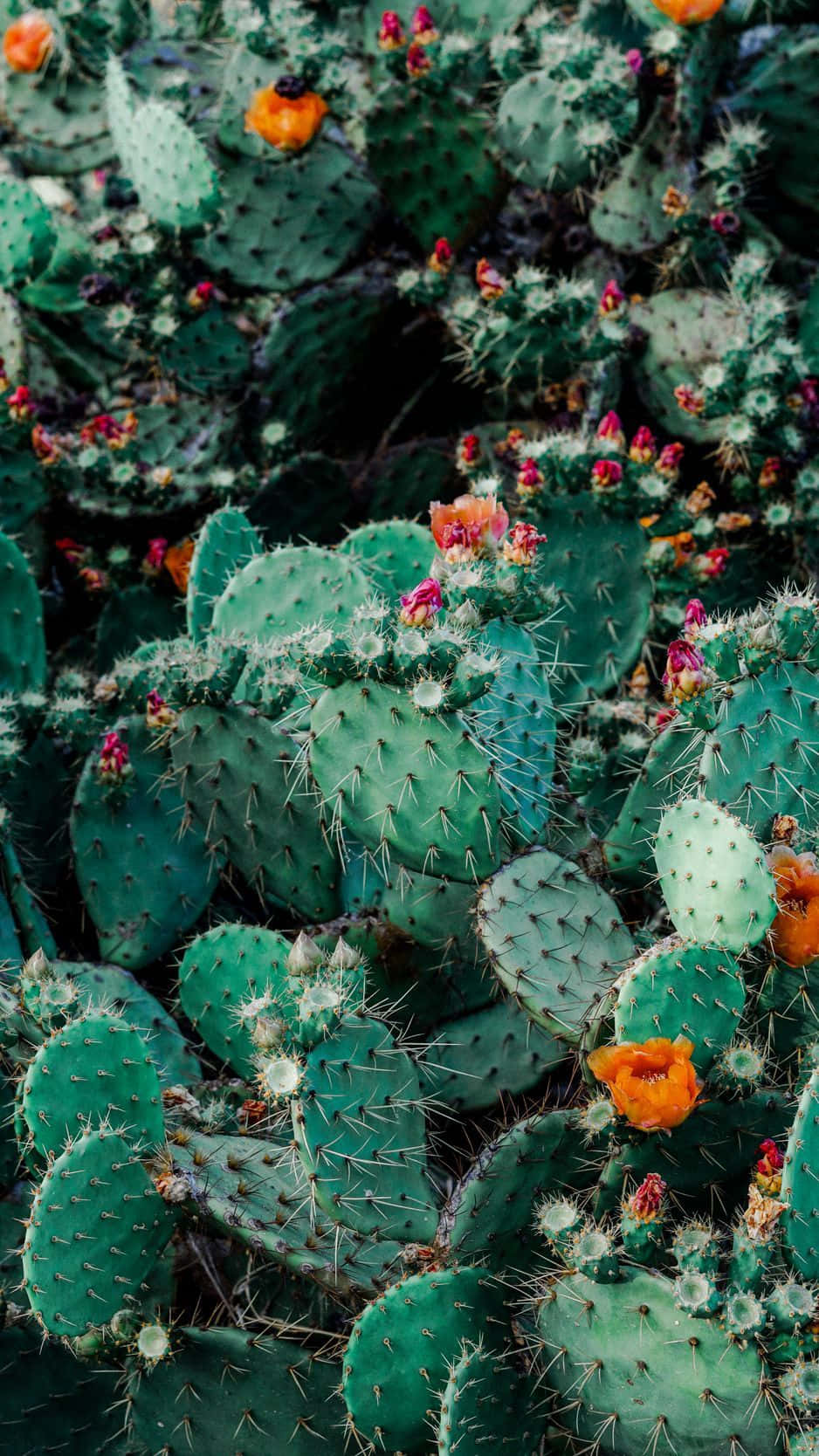 Freshen Up Your Phone With This Beautiful Cactus Iphone Wallpaper. Wallpaper