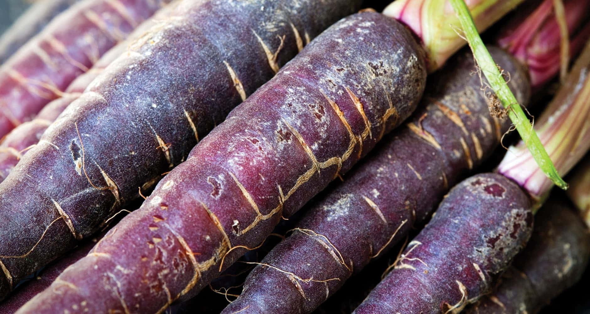 Freshest Purple Carrots Freshly Picked Wallpaper