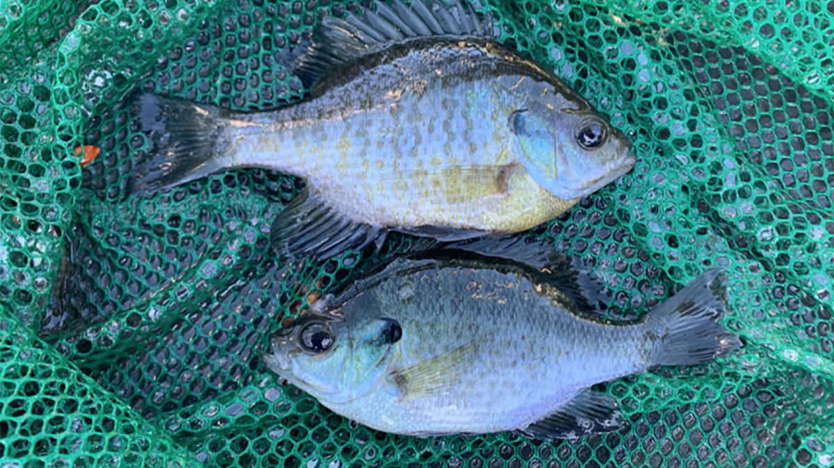 Freshly Caught Bluegill Fish Wallpaper