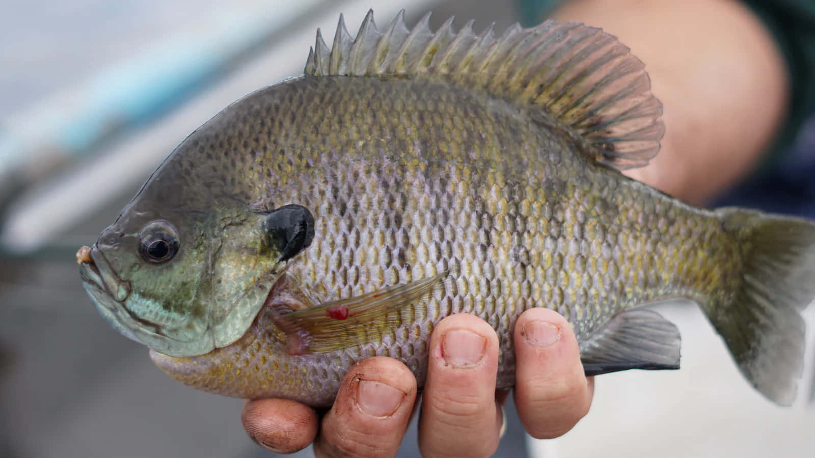 Freshly Caught Bluegill Fish Wallpaper