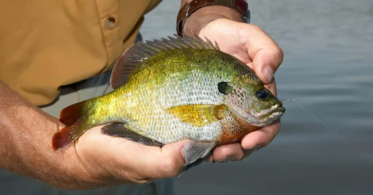 Freshly Caught Bluegill Fish Wallpaper