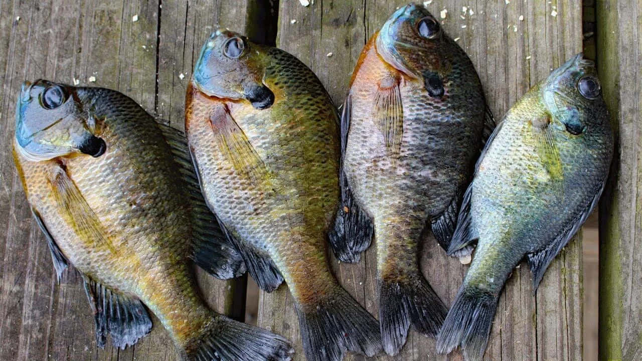 Freshly Caught Bluegill Fish Wallpaper